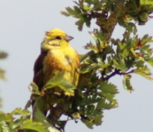 Yellowhammer