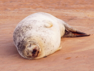 Common Seal seen on the Birdwatching Group's Avocet Cruise