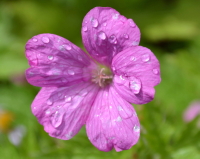 Raindrops on flower